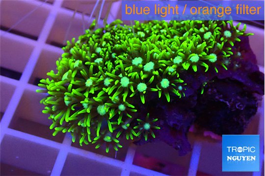 Pachyclavularia neon green 2-3 cm WYSIWYG acclimaté