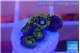 Zoanthus magic green blue 6-8 polyps WYSIWYG acclimaté