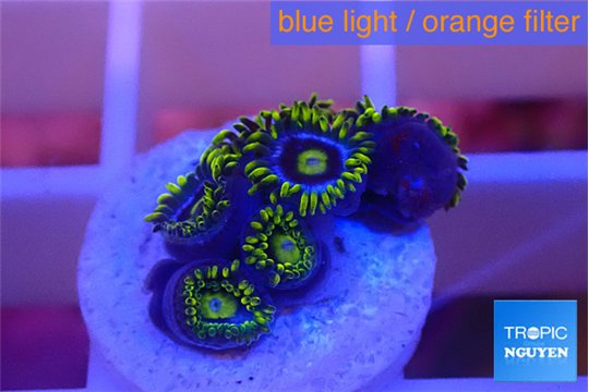 Zoanthus magic green blue 6-8 polyps WYSIWYG acclimaté
