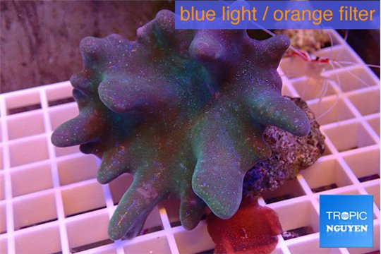 Lobophytum 7-12 cm WYSIWYG acclimaté