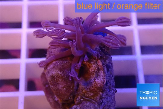 Xenia long polyps 3-5 cm WYSIWYG acclimaté