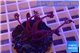 Xenia long polyps 3-5 cm WYSIWYG acclimaté