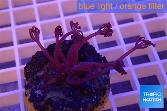 Xenia long polyps 3-5 cm WYSIWYG acclimaté