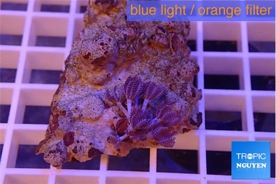 Xenia pumping 2-4 cm WYSIWYG acclimaté