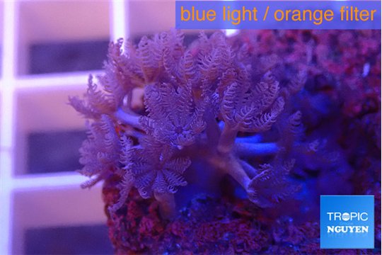 Xenia pumping 2-4 cm WYSIWYG acclimaté