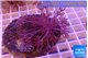 Xenia long polyps 6-8 cm WYSIWYG acclimaté