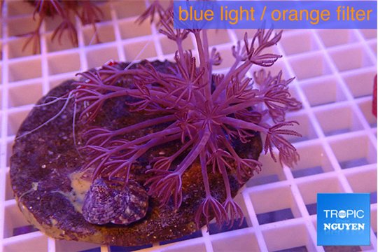 Xenia long polyps 6-8 cm WYSIWYG acclimaté