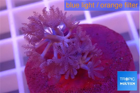 Xenia pumping 2-4 cm WYSIWYG acclimaté