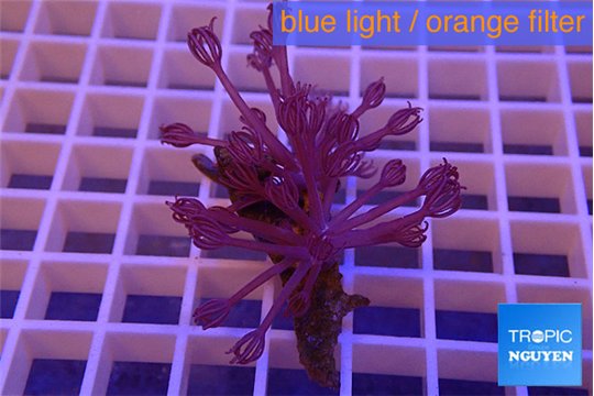 Xenia long polyps 3-5 cm WYSIWYG acclimaté