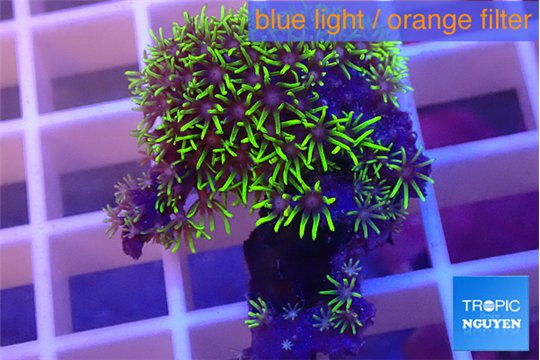 Pachyclavularia neon green 3-4 cm WYSIWYG acclimaté