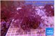 Xenia long polyps 7-11 cm WYSIWYG acclimaté