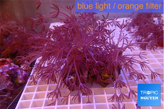 Xenia long polyps 7-11 cm WYSIWYG acclimaté