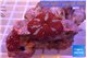 Discosoma red & blue flame 2 polyps WYSIWYG acclimaté