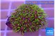 Pachyclavularia neon green 2-3 cm WYSIWYG acclimaté