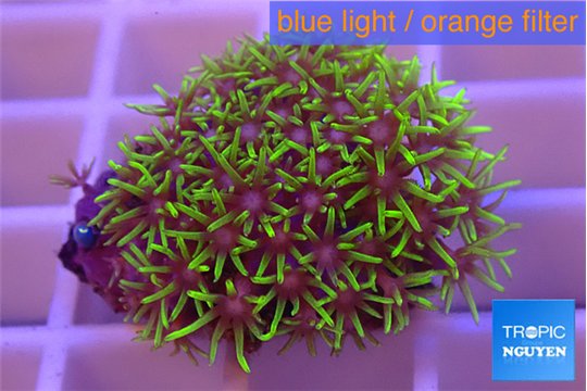 Pachyclavularia neon green 2-3 cm WYSIWYG acclimaté