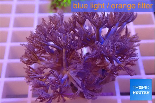 Xenia pumping 3-5 cm WYSIWYG acclimaté