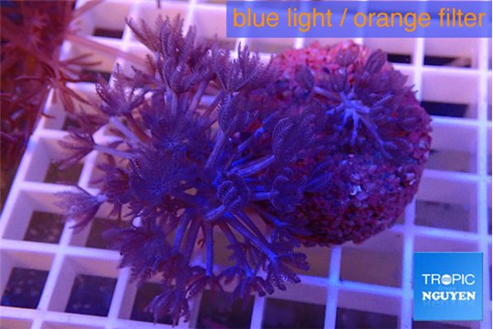 Xenia pumping 3-5 cm WYSIWYG acclimaté