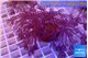 Xenia long polyps 5-10 cm WYSIWYG acclimaté