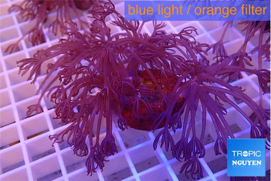 Xenia long polyps 5-10 cm WYSIWYG acclimaté