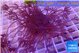 Xenia long polyps 5-10 cm WYSIWYG acclimaté