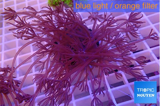 Xenia long polyps 5-10 cm WYSIWYG acclimaté