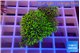 Pachyclavularia neon green 3-4 cm WYSIWYG acclimaté