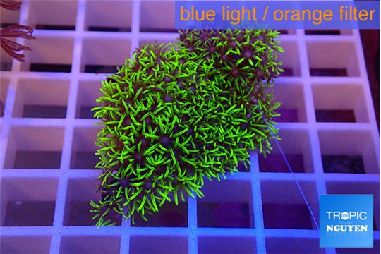 Pachyclavularia neon green 3-4 cm WYSIWYG acclimaté