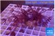 Xenia long polyps 4-8 cm WYSIWYG acclimaté