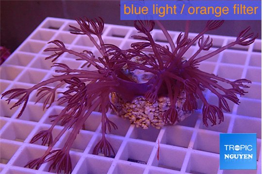 Xenia long polyps 4-8 cm WYSIWYG acclimaté