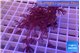 Xenia long polyps 4-8 cm WYSIWYG acclimaté
