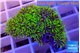 Pachyclavularia neon green 3-4 cm WYSIWYG acclimaté