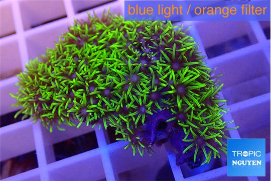 Pachyclavularia neon green 3-4 cm WYSIWYG acclimaté