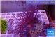 Xenia long polyps 5-10 cm WYSIWYG acclimaté