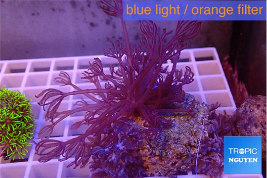 Xenia long polyps 5-10 cm WYSIWYG acclimaté