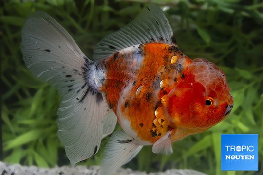 Tête de lion calico premium 14-16 cm WYSIWYG acclimaté