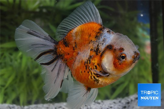 Tête de lion calico premium 14-16 cm WYSIWYG acclimaté