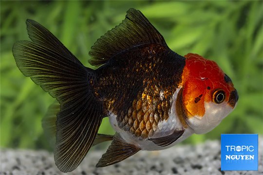 Tête de lion tricolore premium 10-12 cm WYSIWYG acclimaté