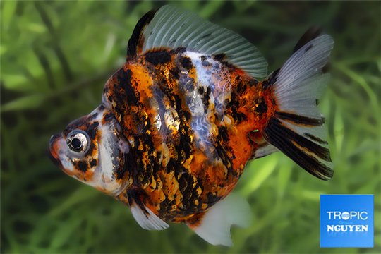 Ryukin calico premium 10-12 cm WYSIWYG acclimaté