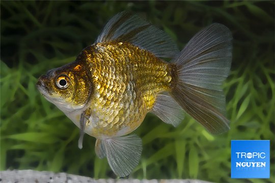 Ryukin cooper 10-12 cm WYSIWYG acclimaté