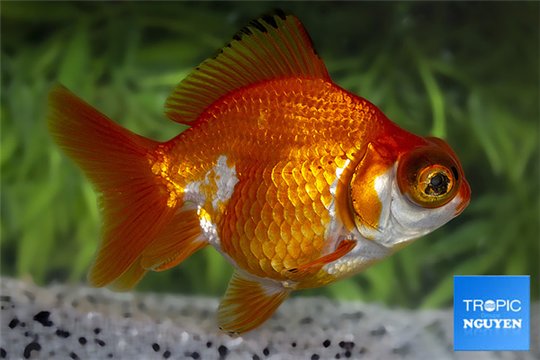 Telescope red & white 10-12 cm WYSIWYG acclimaté