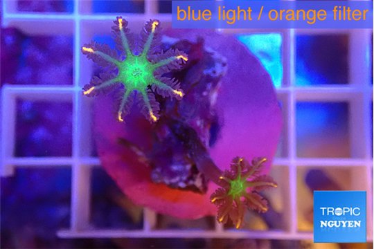 Clavularia papaya fireworks 2 polyps WYSIWYG acclimaté
