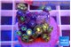 Zoanthus fusion 1-2 cm WYSIWYG acclimaté