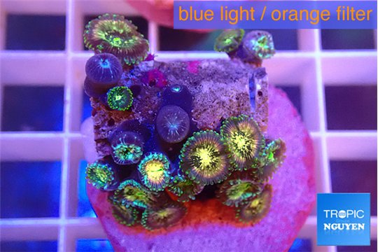 Zoanthus fusion 1-2 cm WYSIWYG acclimaté