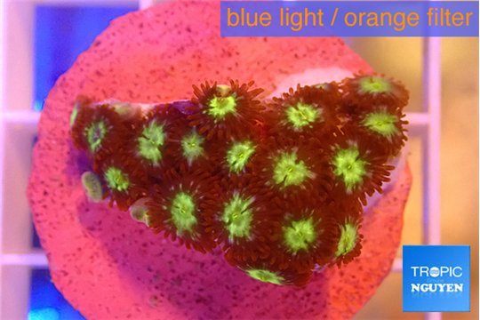 Zoanthus alpha omega 2-3 cm WYSIWYG acclimaté