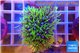 Pachyclavularia neon green 3-4 cm WYSIWYG acclimaté