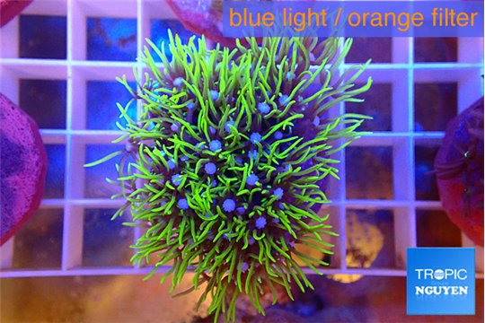 Pachyclavularia neon green 3-4 cm WYSIWYG acclimaté