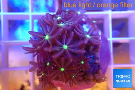 Knopia jasmine polyps 2-3 cm WYSIWYG acclimaté