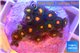 Zoanthus orange 1-3 cm WYSIWYG acclimaté
