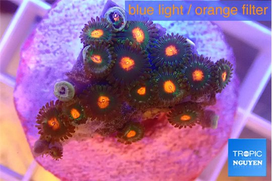 Zoanthus orange 1-3 cm WYSIWYG acclimaté