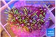 Pachyclavularia neon green 2-3 cm WYSIWYG acclimaté